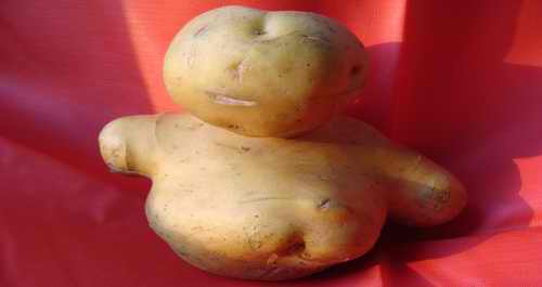 色河農(nóng)民挖出酷似人形洋芋