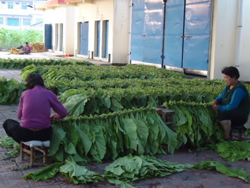洛南縣景村鎮(zhèn)煙農(nóng)一片繁忙景象