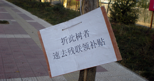 廣場樹木成舒筋展骨器材