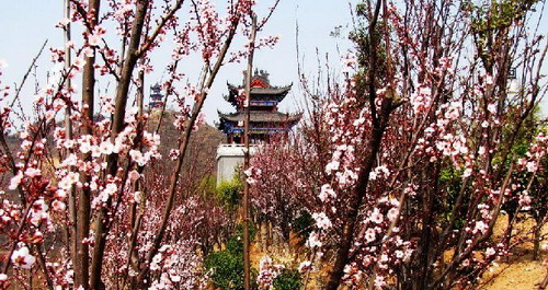 龜山賞花正當時！