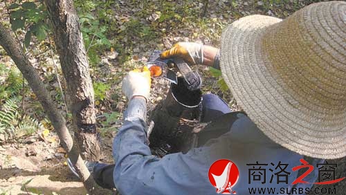 收漆