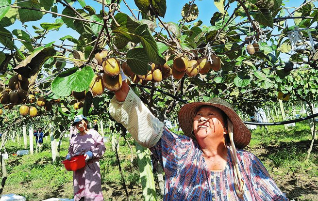碩果累累迎豐收