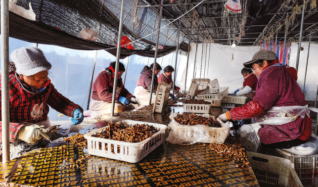 種植滑子菇 蹚出富民路