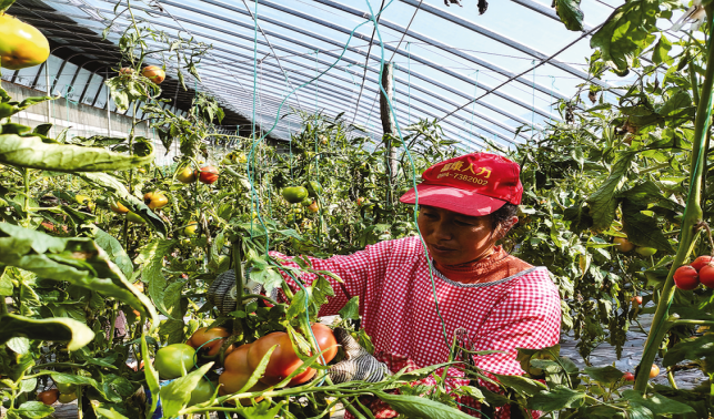 西紅柿“喝牛奶” 品質(zhì)優(yōu)銷售旺