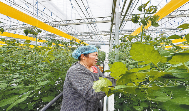 科技賦能    西紅柿映紅致富路