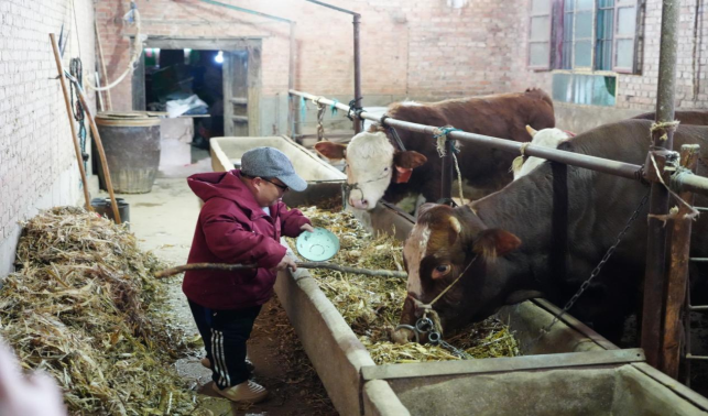 新春走基層｜銅川耀州區(qū)獨(dú)石村：一頭 “扶貧?！睜砍雒撠殤?“牛氣” 致富路