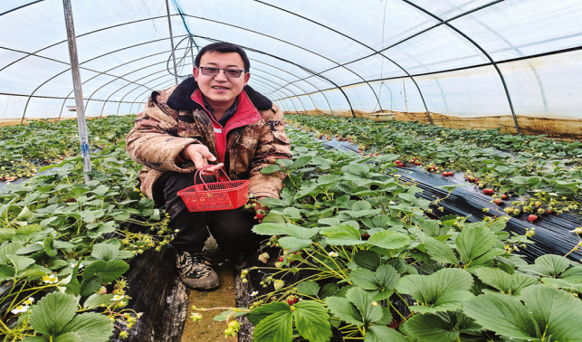 草莓紅了，日子甜了