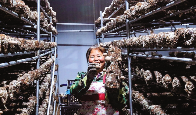 花瓶子鎮(zhèn)特色產(chǎn)業(yè)多點(diǎn)開(kāi)花