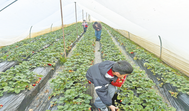 草莓甜蜜增收 產(chǎn)業(yè)多元興村
