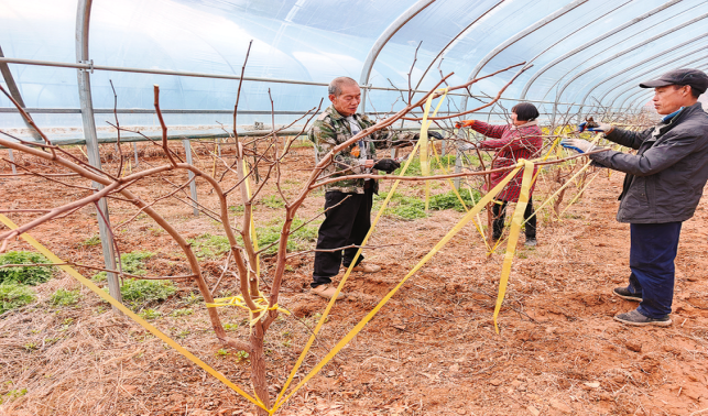 長沙溝口村   春忙大棚間  村民把錢賺