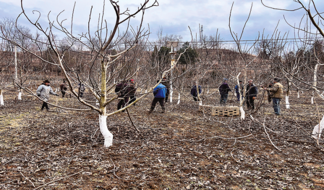 從百株引種到萬(wàn)畝飄香