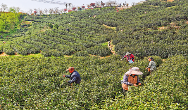 北緯33°飄起烏龍茶香