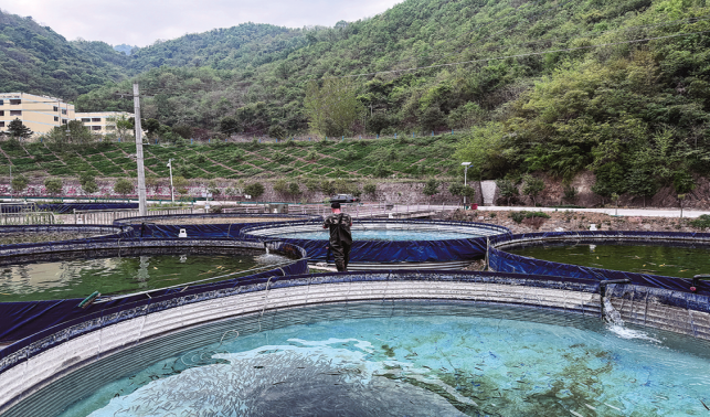 三文魚苗“游”出致富新希望