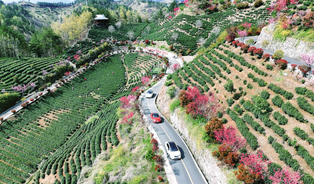 茶旅融合鄉(xiāng)村美
