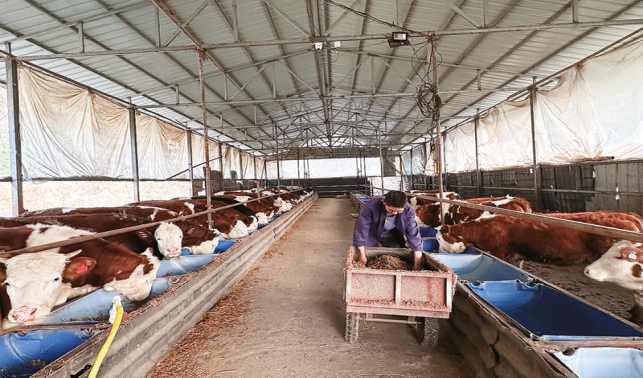 轉(zhuǎn)行創(chuàng)業(yè)敢追夢(mèng) 養(yǎng)殖肉牛奔富路