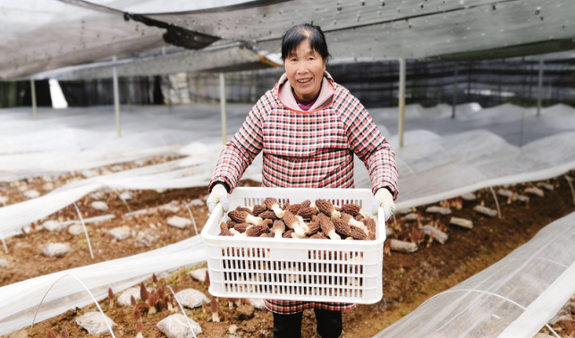 小小羊肚菌 種出好光景