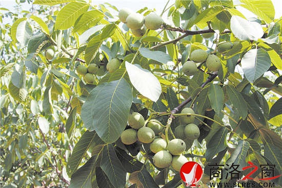 核桃是我市最具優(yōu)勢(shì)的林業(yè)特色產(chǎn)業(yè)，面積、產(chǎn)量位居全國前列，穩(wěn)居陜西第一。