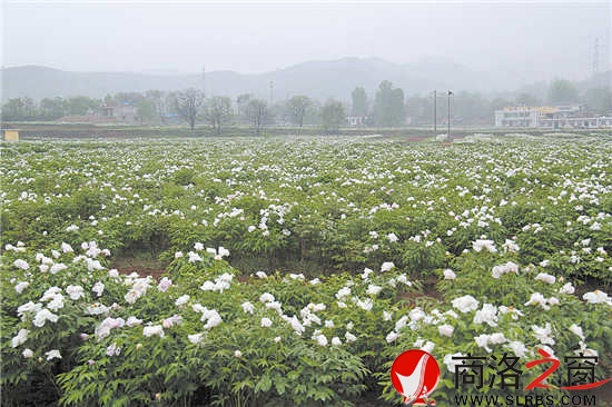 綠色產(chǎn)業(yè)是我市群眾增收的重要渠道。圖為集中連片的油（藥）用牡丹基地。