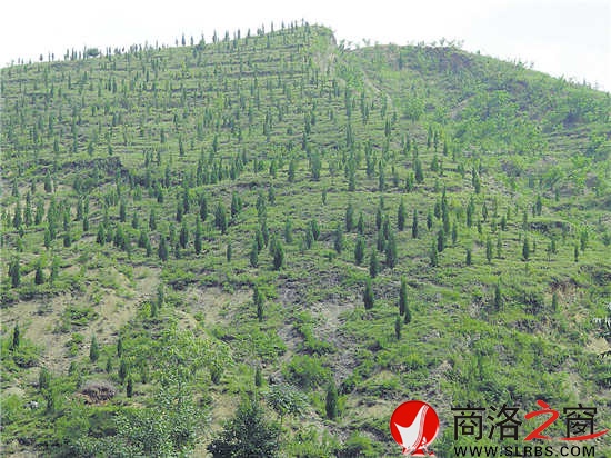 核桃高接換優(yōu)等新技術(shù)得到大面積推廣和普及，為產(chǎn)業(yè)提質(zhì)增效奠定了基礎(chǔ)。