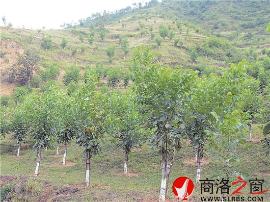 職工文體活動(dòng)豐富多彩，單位的戰(zhàn)斗力、凝聚力全面增強(qiáng)。圖為開展的&ldquo;迎元旦&rdquo;市直林業(yè)系統(tǒng)健步走活動(dòng)。