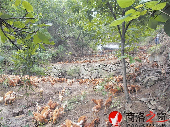 近年來，我市大力發(fā)展林下經(jīng)濟(jì)，充分挖掘林地潛力，帶動(dòng)了農(nóng)民增收。