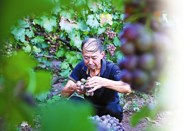 千畝葡萄上市 “甜蜜經(jīng)濟”升溫