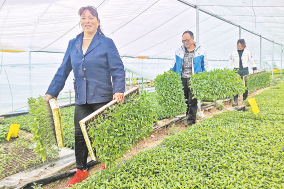 發(fā)展辣椒產業(yè) 促進群眾增收