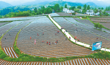 洛南 移栽煙苗忙服務“零距離”