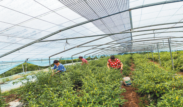 景興村 村企聯(lián)營產(chǎn)業(yè)興