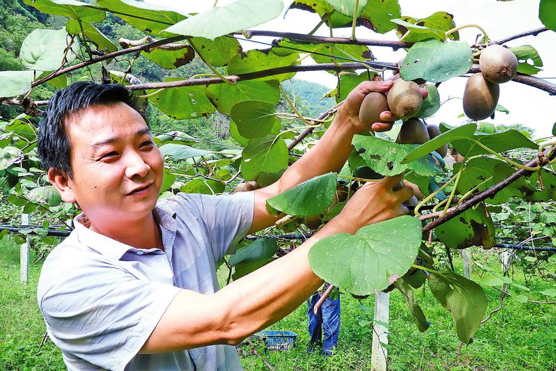 狝猴桃豐產促村民增收