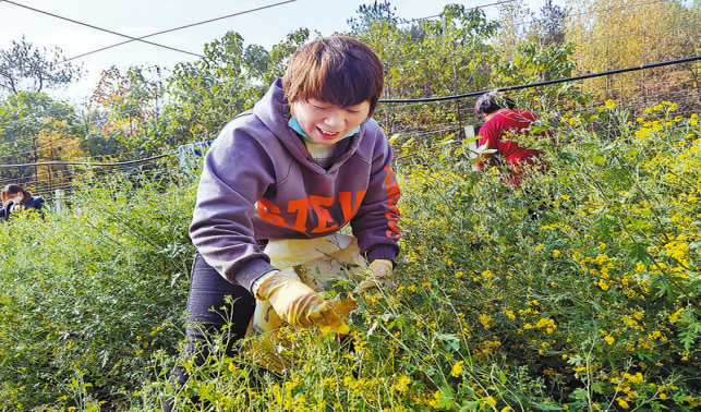 菊花繪就致富好“豐”景