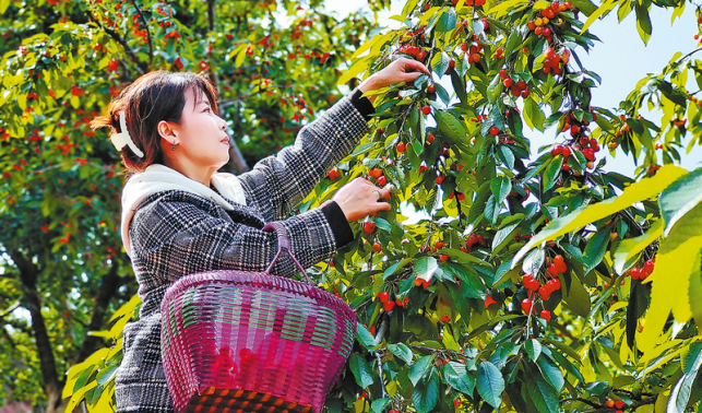 紅紅的櫻桃，紅紅的日子