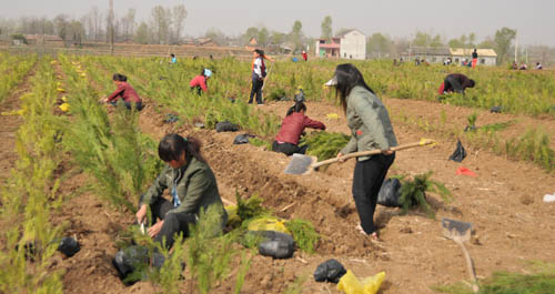洛南縣組織群眾建松柏樹苗圃