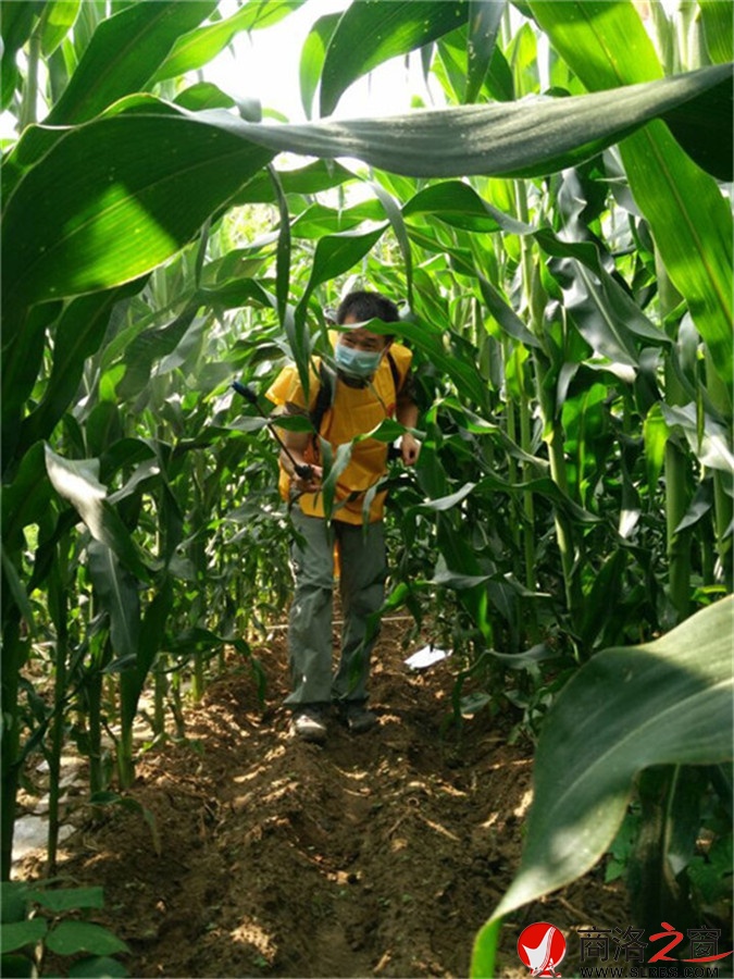 商洛市植保站在洛南縣開展玉米灰斑病防治試驗(yàn)