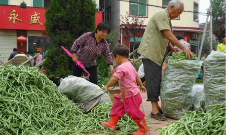 洛南縣景村鎮(zhèn)迎來豆角銷售高峰
