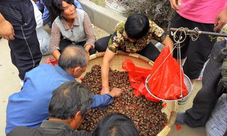 景村鎮(zhèn)板栗豐收集市交易火爆