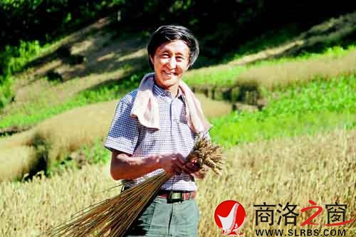施慶壽來(lái)給親戚幫忙，他把麥穗編好后，用來(lái)捆麥子。