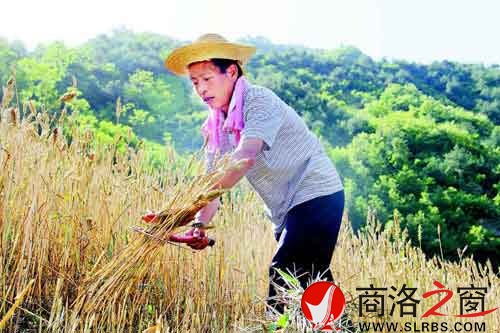 下午兩點(diǎn)多，一天中最熱的時(shí)候，趙順堂頂著太陽(yáng)在地里割麥子。