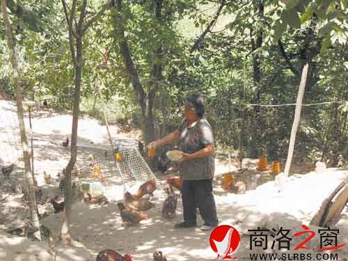 在新一輪扶貧開發(fā)中，我市不少農(nóng)戶都將林下養(yǎng)殖作為發(fā)展項(xiàng)目。