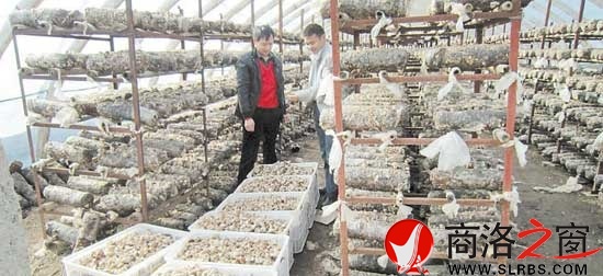 青山鎮(zhèn)上河村貧困戶通過(guò)發(fā)展食用菌盤活家庭經(jīng)濟(jì)