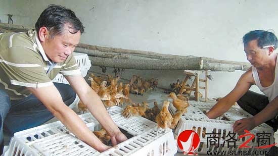 鴻偉公司向八龍村捐贈(zèng)了5000只價(jià)值6萬(wàn)元的雞苗，村民江文春正在接收雞苗。