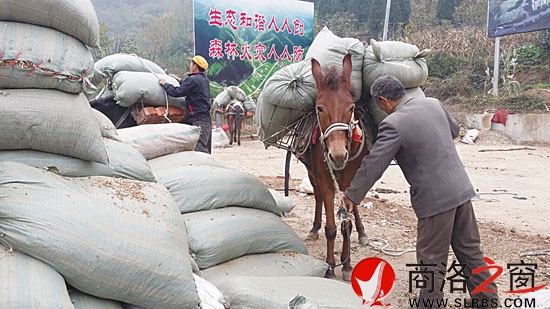 騾子身上裝滿(mǎn)貨物準(zhǔn)備上山