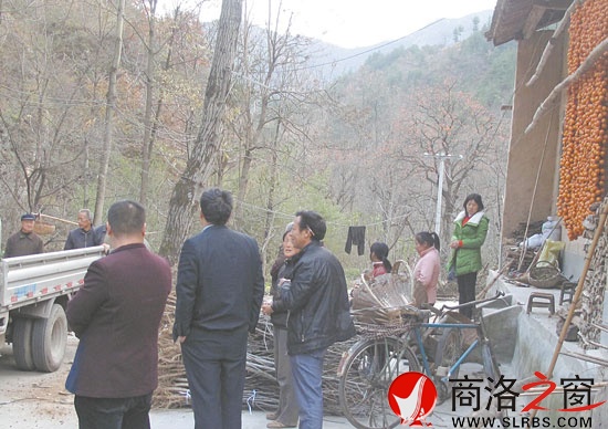 區(qū)交通局將優(yōu)質(zhì)核桃樹苗分發(fā)給群眾