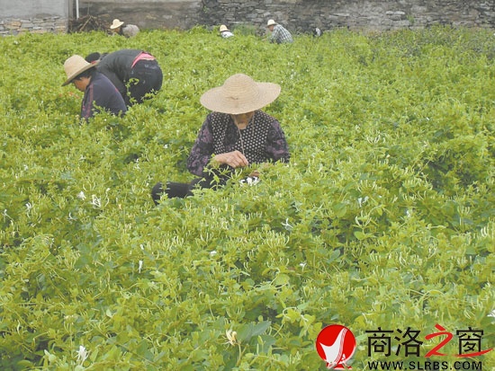 在市委宣傳部的幫扶下新建的100畝金銀花基地，增加了村民收入。