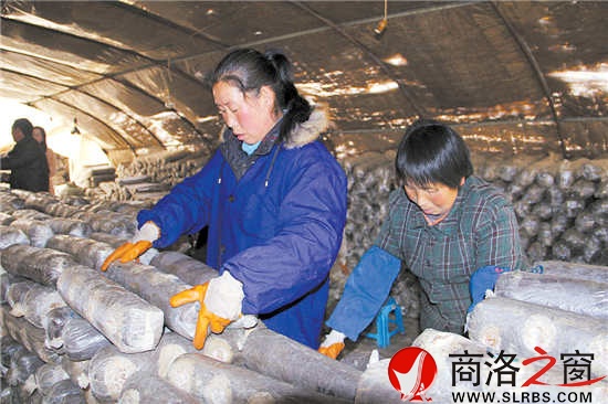 香菇大棚里，幾位村民正在忙碌地碼放料袋。香菇產(chǎn)業(yè)的發(fā)展，解決了當(dāng)?shù)財(cái)?shù)十名留守婦女的就業(yè)問題。