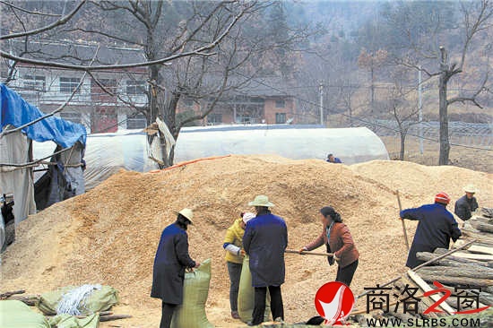 韓子坪村薪炭林資源豐富，群眾采取間伐或管護(hù)取枝的材料制作鋸末填充料袋，保證生產(chǎn)出味道鮮美的食用菌。