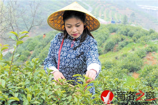 今年22歲的采茶女兼導游王蓉,把采茶當成一種樂趣。