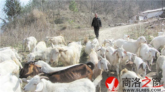 放羊是馮錢國(guó)每天最重要的工作