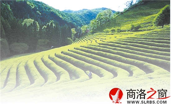 商南是陜西有名的產(chǎn)茶區(qū)，滿山遍野的茶樹就像是覆蓋在山上的綠毯子，成為農(nóng)民的綠色銀行。