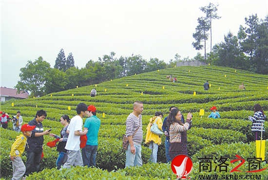 游客體驗采茶已成為商南一個新興的旅游項目